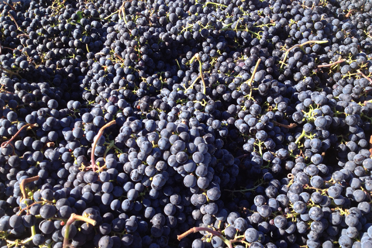 Oregon grown, California owned: Our pinot noir's future