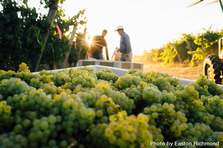 Oregon Winemakers Who Are Making Chardonnay Cool Again