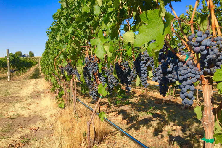 Eight Northwest Wines Make Wine Spectator's Annual Top 100 List