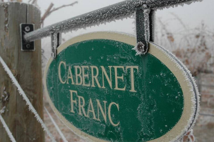 Cabernet Franc Rising in the Northwest