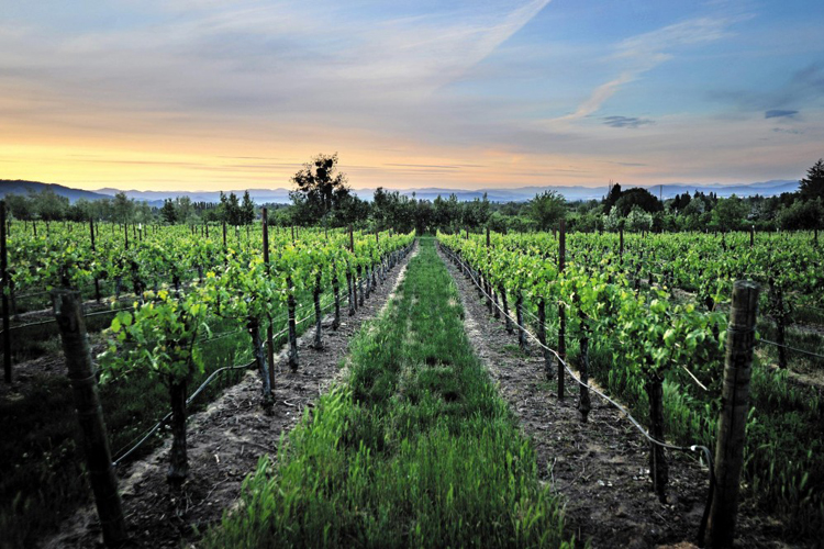 Oregon Is Latest Destination to See Its Vineyards as Tourist Draw