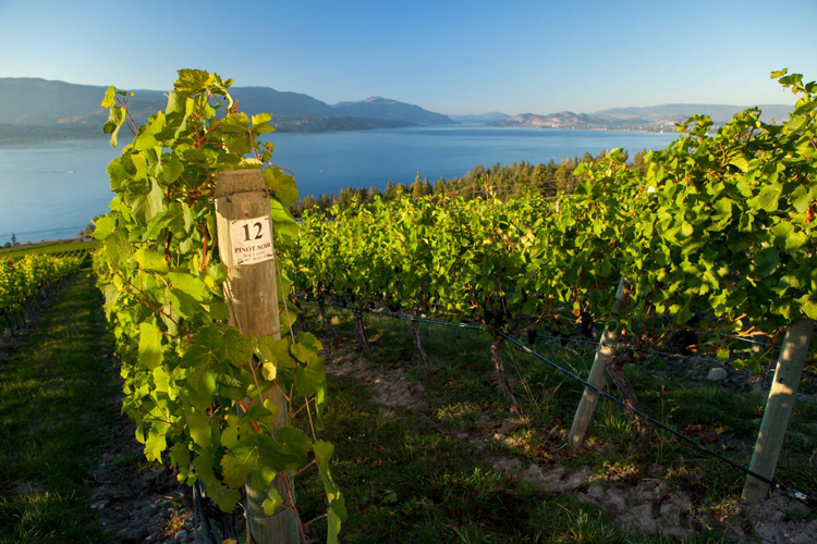 10 Wines That Tell The Future: Visionaries From The Okanagan Valley